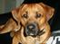 Blanding af racer Werner *broholmer/mastiff