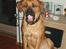 Blanding af racer Werner *broholmer/mastiff