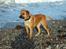 Blanding af racer Werner *broholmer/mastiff