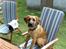 Blanding af racer Werner *broholmer/mastiff