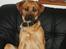 Blanding af racer Werner *broholmer/mastiff