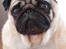 Mops jasmin R.I.P 16/8-2011
