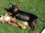 Dvaergpinscher Lyra - 23. juli Jeg har fået et nyt legetdyr 