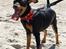 Dvaergpinscher Lyra - 24. juli På Skagen i 40 graders varme - HOT DOG