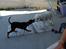 Dvaergpinscher Lyra - 28. juli mig og min tante Zibbe fra vores sommerferie på Skagen