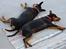 Dvaergpinscher Lyra - 28. juli Mig og min mor Gaja - Synkron-hundene bliver vi kaldt :-)