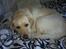Labrador retriever Nellie