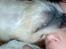 Blanding af racer Pumba *Hvil i fred* - ZZzzzZZzzzZzZZ