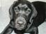 Labrador retriever Cody (Himmelhund) - Cody den 11. august 2008