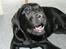 Labrador retriever Cody (Himmelhund) - Cody den 11. august 2008
