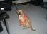 Blanding af racer Balto aflivet d. 3/11-11 