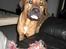 Blanding af racer Balto aflivet d. 3/11-11 