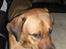 Blanding af racer Balto aflivet d. 3/11-11 