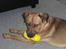 Blanding af racer Balto aflivet d. 3/11-11 