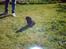 Labrador retriever Max    R.I.P  - Max som lille