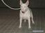 Bullterrier Balder+++R.I.P.+++