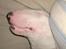 Bullterrier Balder+++R.I.P.+++