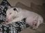 Bullterrier Thor +++R.I.P.+++