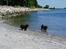 Mops / Griffon.....Otto - på stranden i århus, sammen med min søster på snart 16 år. 2008
