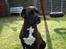 Blanding af racer nala