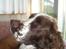 Engelsk springer spaniel frida