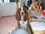 Engelsk springer spaniel frida