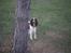 Engelsk springer spaniel frida