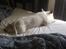 Bullterrier ALF  R.I.P savner dig ven - min seng