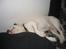 Bullterrier ALF  R.I.P savner dig ven - middags lur
