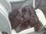 Cocker spaniel Catchy Remarkable Ruth