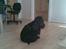 Cocker spaniel Catchy Remarkable Ruth