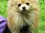 Pomeranian Pomzoo's Ice On Fire Amy - se er jeg ikke bare nuser? nu med somemrpels