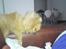 Pomeranian Pomzoo's Ice On Fire Amy - nyt