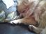 Pomeranian Pomzoo's Ice On Fire Amy - nyt