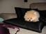 Pomeranian Pomzoo's Ice On Fire Amy