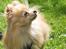 Pomeranian Pomzoo's Ice On Fire Amy - nyt nu med sommerpels :)