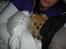Pomeranian Pomzoo's Ice On Fire Amy