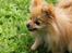 Pomeranian Pomzoo's Ice On Fire Amy - nyt nu med sommerpels :)