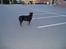 Rottweiler Titan 1998-2008 R.I.P  - Hvor er alle henne?