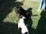 Rottweiler Titan 1998-2008 R.I.P 