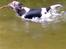 Jack russell terrier Hugo R.I.P