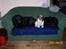 Jack russell terrier Hugo R.I.P