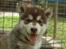 Alaskan malamute Sakima