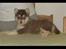 Alaskan malamute Sakima - 5 uger gammel