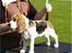 Beagle Svea