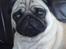 Mops jasmin R.I.P 16/8-2011