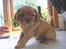 Cavalier king charles spaniel aZalia's Coco