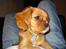 Cavalier king charles spaniel aZalia's Coco