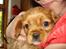 Cavalier king charles spaniel aZalia's Coco