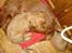 Cavalier king charles spaniel aZalia's Coco